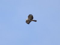 Maeusebussard (Buteo buteo) 08